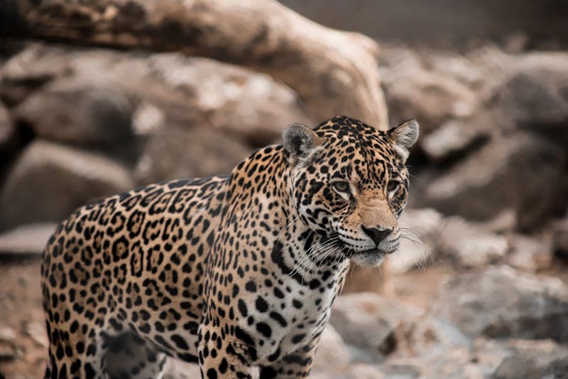 Wildlife Conservation